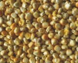 Browntop Millet