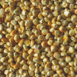 Browntop Millet