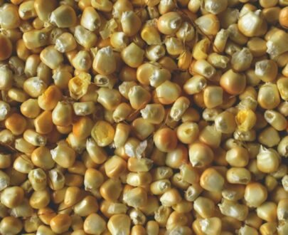 Browntop Millet