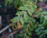 Curry Leaf Podi