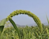 Foxtail Millet