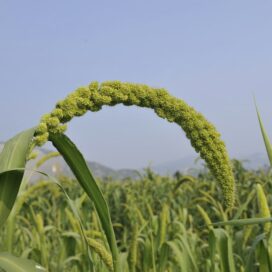 Foxtail Millet