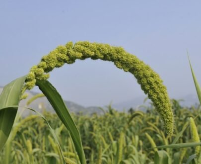 Foxtail Millet