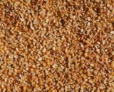 Kodo Millet