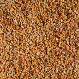Kodo Millet