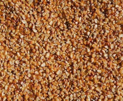 Finger Millet (Ragi)