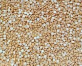 Little Millet