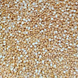 Little Millet