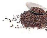 Mustard Seeds
