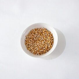 Sorghum (Jowar)
