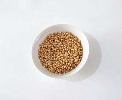 Sorghum (Jowar)