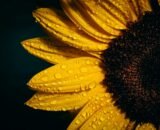 Sunflower Oil