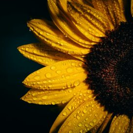 Sunflower Oil