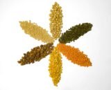 Urad Dal